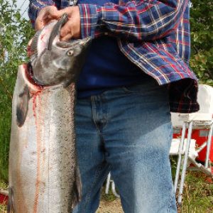 Delicious looking salmon on display