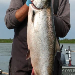 Beautiful looking salmon on display