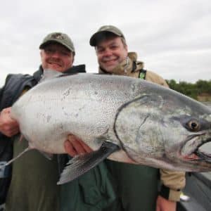 a king/chinook salmon caught with a guide from alaska king salmon adventure's nushagak river fishing lodge