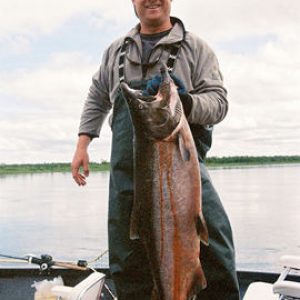 a nushagak river fishing guide holds a king/chinook salmon near alaska king adventure's fishing lodge